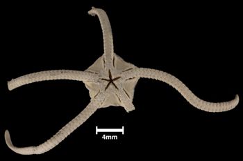 Media type: image;   Invertebrate Zoology OPH-160 Aspect: ventral